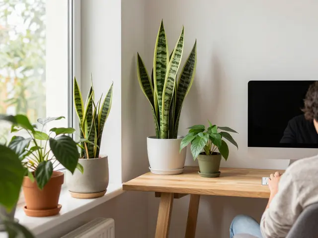 Rostliny do home office: Jak zvýšit soustředění a pohodu